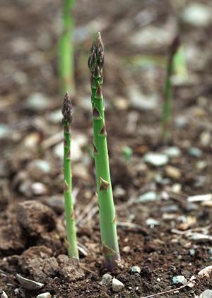 空港店｜株式会社ジミーの美味しいランチと限定商品を楽しむお土産スポット